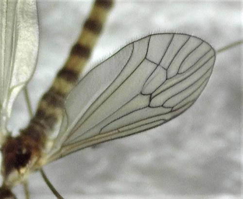 Réf. 244 296 : Trichocera annulata