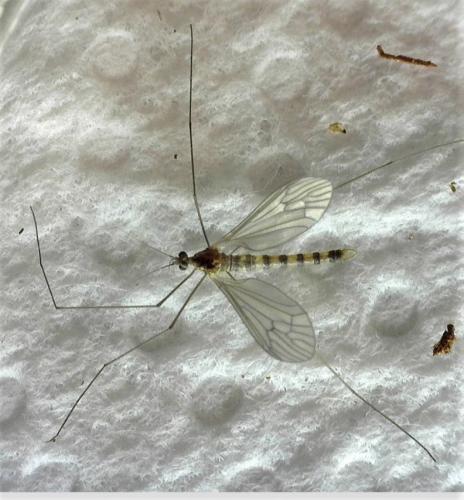 Réf. 244 295 : Trichocera annulata