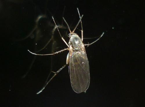Réf. 244 741 : Mycetophilini inconnu