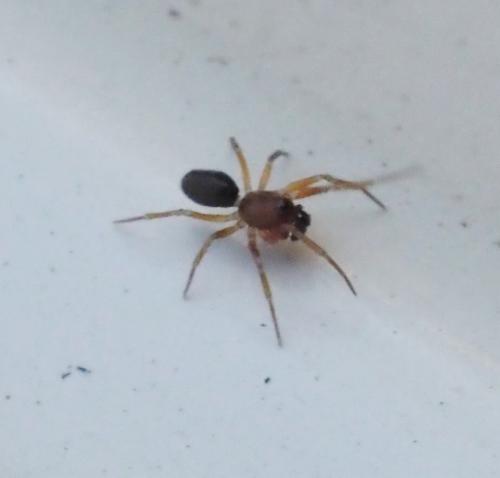 Erigoninae