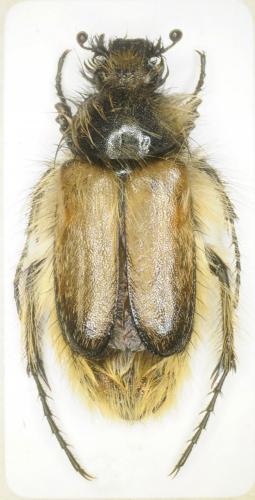 Eulasia korbi