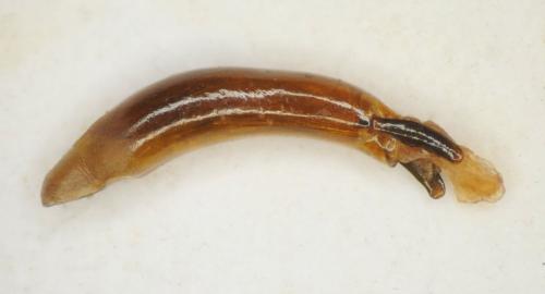 Eulasia korbi