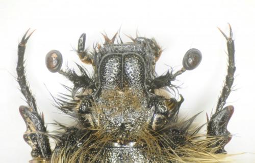 Eulasia korbi