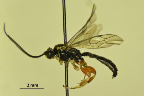 Exochus erythronotus
