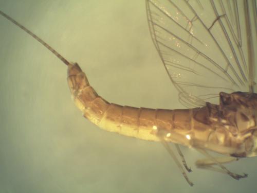 Baetis sp.