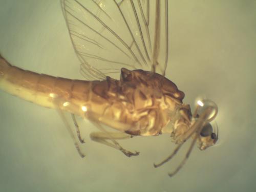 Réf. 244 915 : Baetis sp.