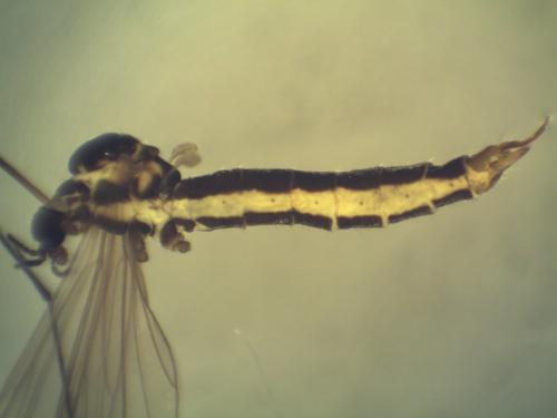 Réf. 244 872 : Ellipteroides lateralis