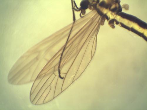 Réf. 244 873 : Ellipteroides lateralis