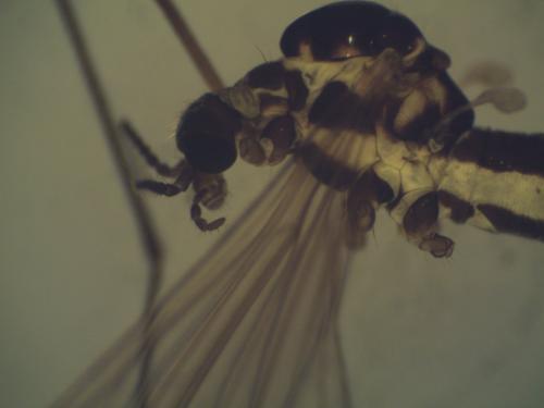 Réf. 244 874 : Ellipteroides lateralis