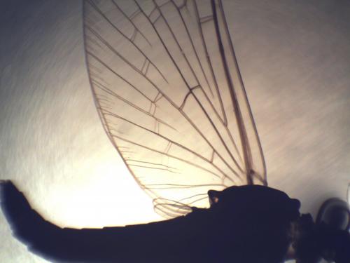 Baetis sp.