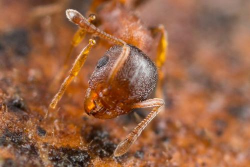 Réf. 244 188 : Temnothorax sp.