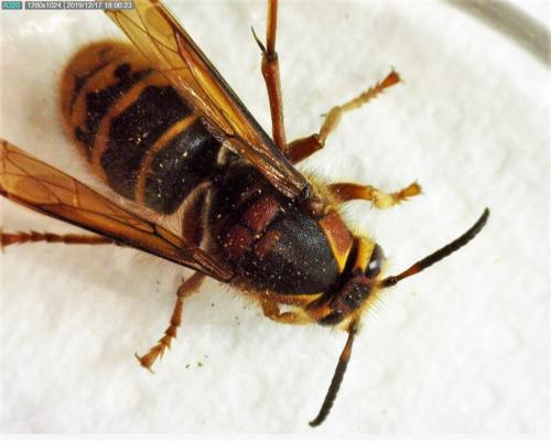 Dolichovespula media