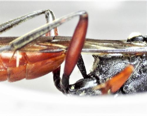 Réf. 244 203 : Hoplismenus (bidentatus-bispinatorius)