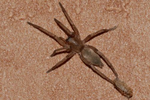 Réf. 244 843 : Drassodes sp.