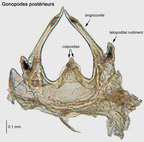 Anamastigona pulchella