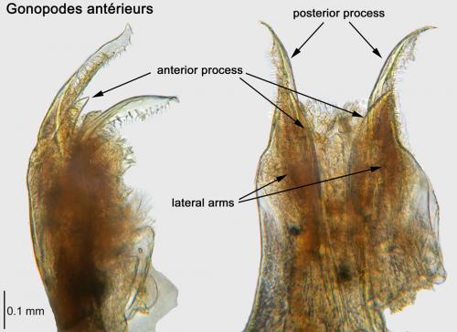 Réf. 244 586 : Anamastigona pulchella