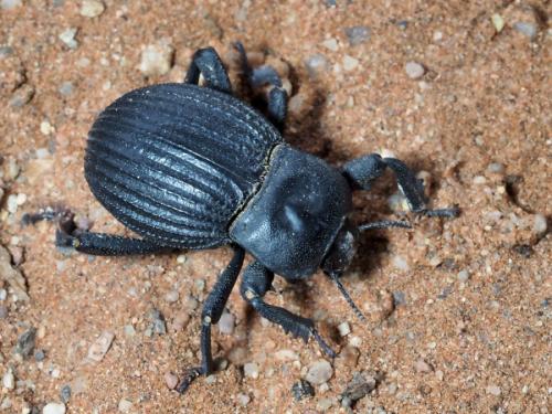 Gonopus sp.
