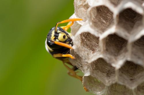 Réf. 244 169 : Polistes gallicus