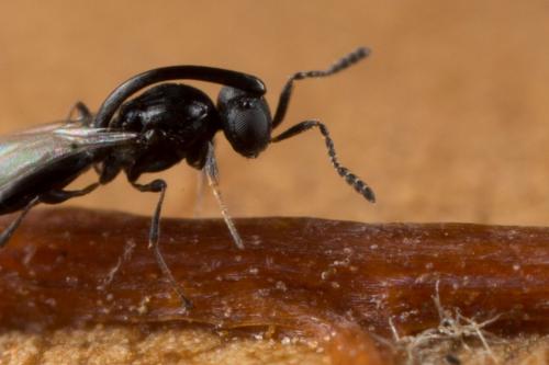 Réf. 244 709 : Inostemma boscii