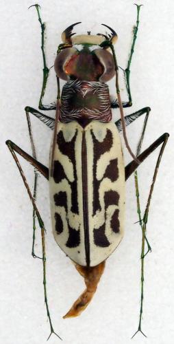 Réf. 244 750 : Habrodera nitidula