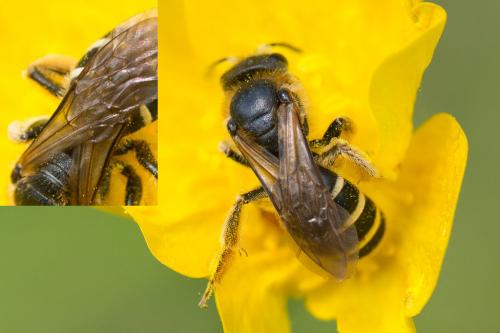 Halictus sp.