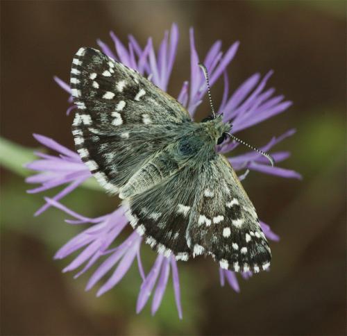Réf. 244 298 : Pyrgus malvae