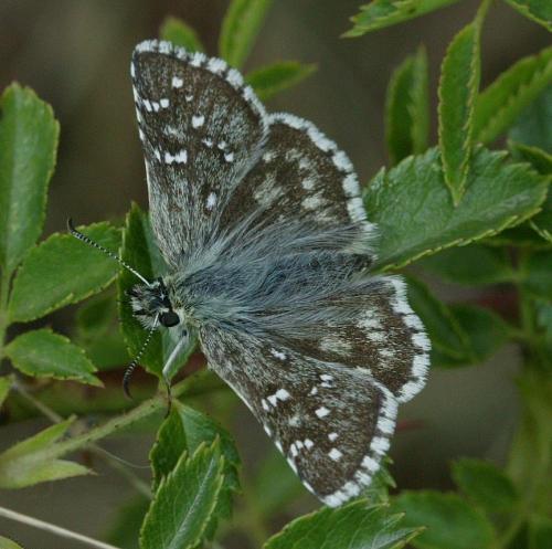 Réf. 244 747 : Pyrgus sp.