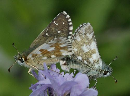 Pyrgus carlinae