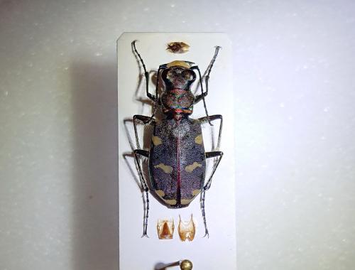 Réf. 244 094 : Cicindela hybrida