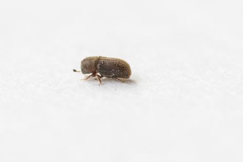 Kissophagus vicinus