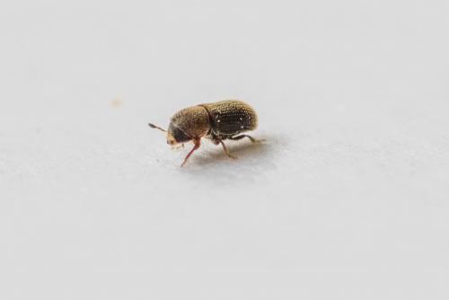 Kissophagus vicinus