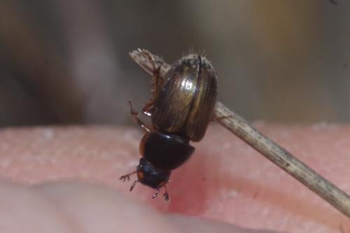 Melinopterus consputus