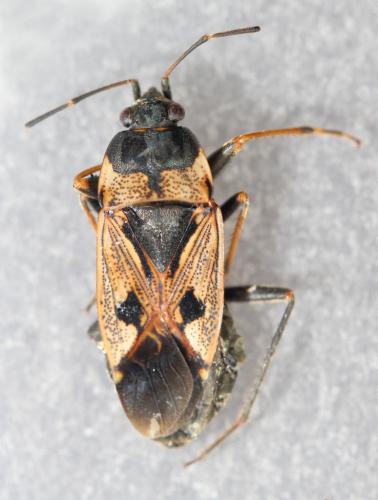 Réf. 244 009 : Rhyparochromus vulgaris