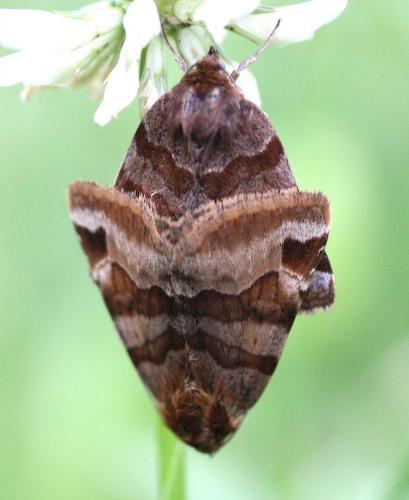 Réf. 244 550 : Euclidia glyphica