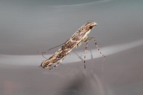 Réf. 244 841 : Acrocercops brongniardella