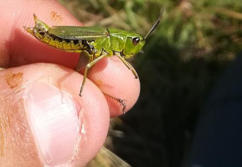 Réf. 244 383 : Pseudochorthippus montanus montanus