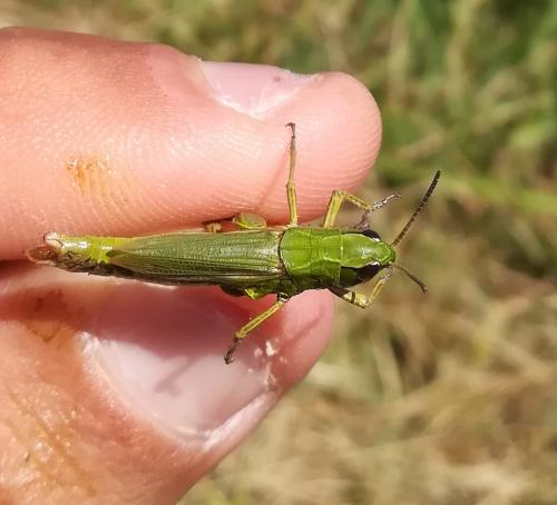 Réf. 244 384 : Pseudochorthippus montanus montanus