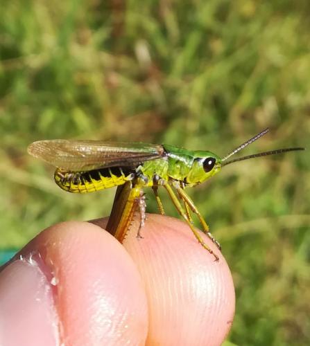 Réf. 244 385 : Pseudochorthippus montanus montanus