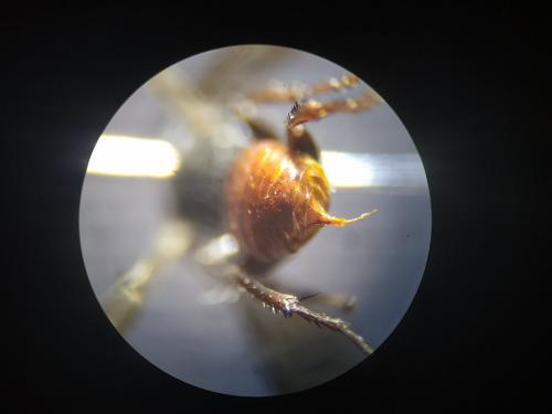 Astata costae