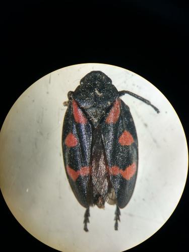 Cercopis sp.