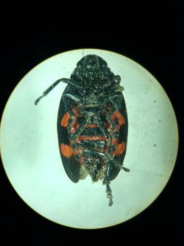 Cercopis sp.