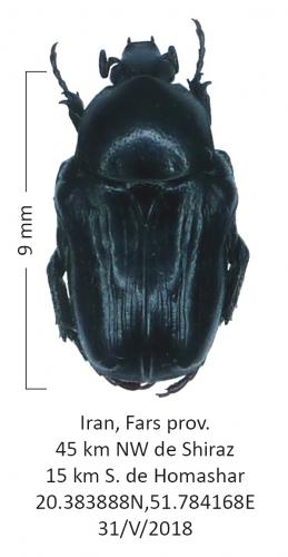 Réf. 244 784 : Oxythyrea sp.