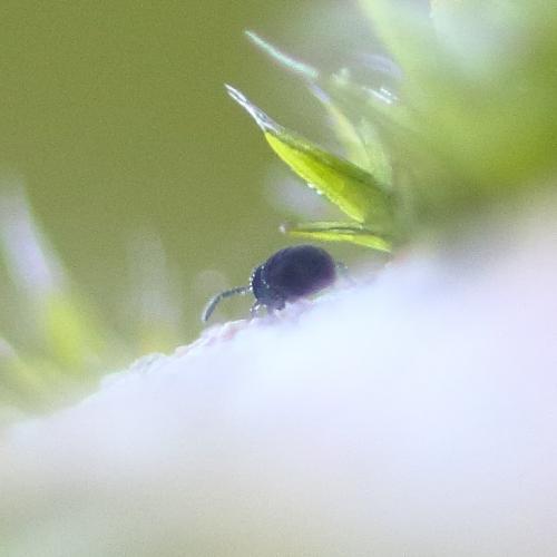 Sminthurinus niger