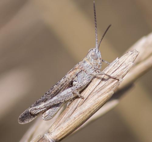 Réf. 244 562 : Chorthippus brunneus brunneus