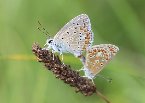 Réf. 244 028 : Polyommatus icarus