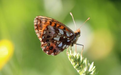 Réf. 244 551 : Boloria dia