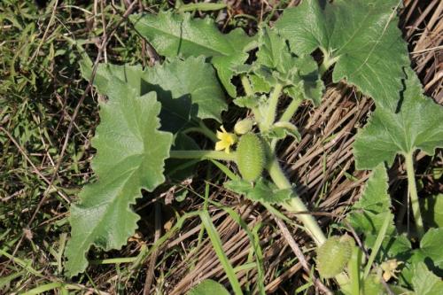 Henosepilachna elaterii