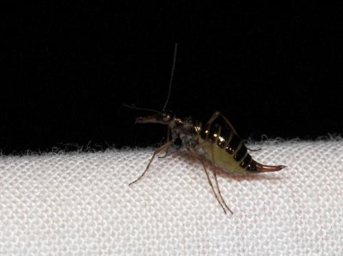 Boreus sp.