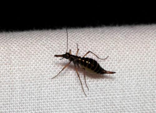 Boreus sp.