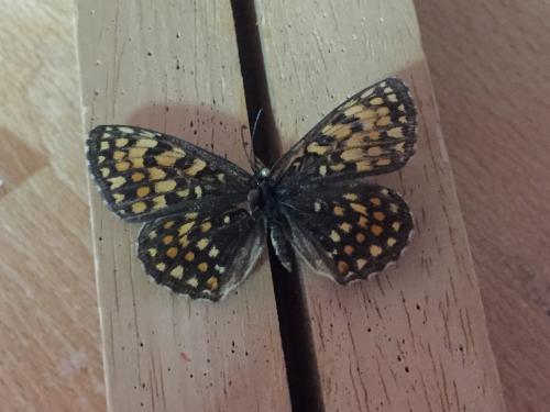 Melitaea sp.